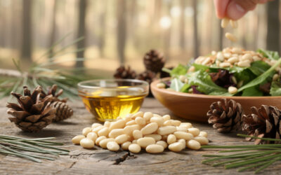 Tout savoir sur le pignon de pin : usages et bienfaits